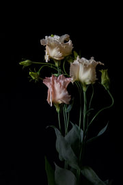 Pale Canticle