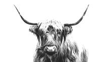 Highlander en noir et blanc