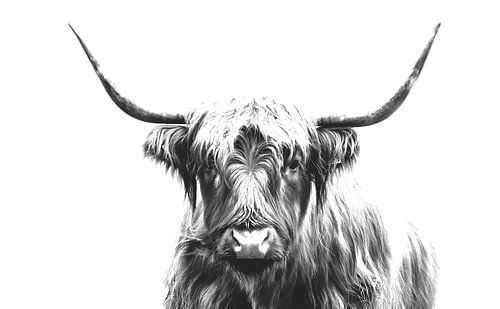 Highlander en noir et blanc