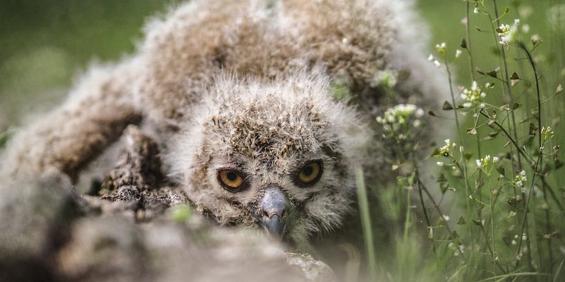europäische Uhu von Loek Lobel