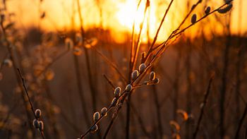 Promesse de printemps au coucher du soleil sur le Kalmthoutse Heide