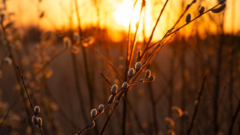 Spring promise at sunset on the Kalmthoutse Heide by Captured Created by Cathleen