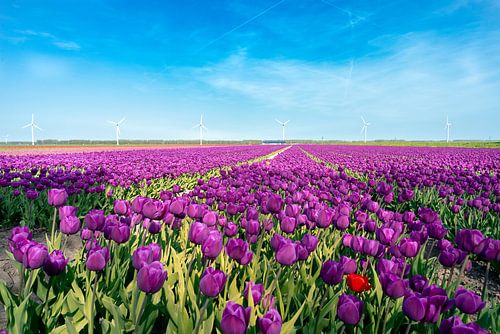 Le polder de Flevoland avec le champ de l'ampoule