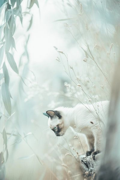 Verträumte Begegnungen mit einer Siamkatze in Pastell von Karina Brouwer