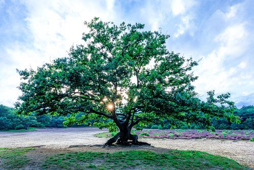 Tree Bakkeveense Dunes with sunburst
