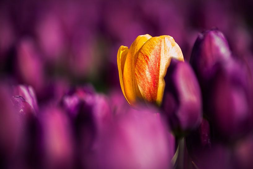 Gelbe Tulpe zwischen violetten Blumenzwiebeln von Fotografiecor .nl
