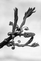 Graceful walnut branch (black and white)