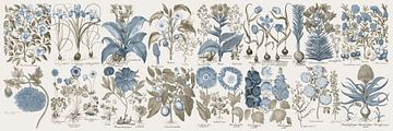 Botanische Wandkunst,Blau-graue Blumen I