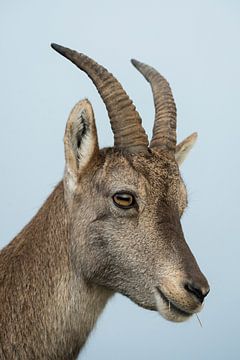 Alpiene steenbok ( Capra ibex ), kopportret van een steenbok, fauna, Europa.