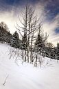 Sneeuwdeken in het bos van Wouter van Woensel thumbnail