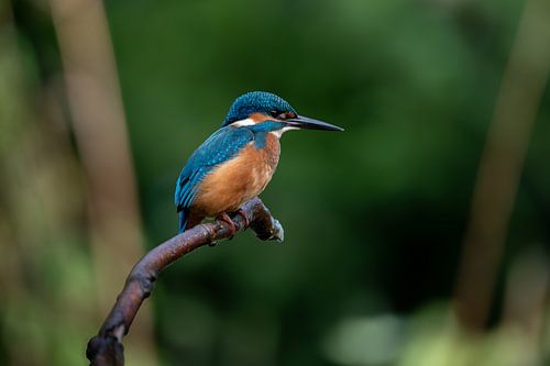 ijsvogel - 1