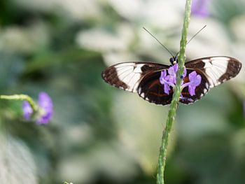 Butterfly on purple flowers.