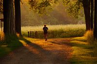 Jogging: the evening run in the woods