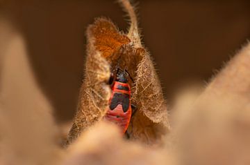 Larve einer Feuerwanze in einem vertrockneten Blatt von Mario Plechaty Photography