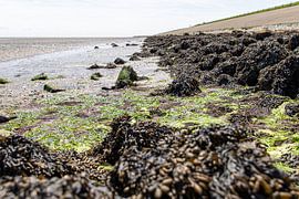 Texel | coast | Wadden Sea by Claudia van Kuijk