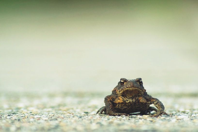 Stoere Pad by Wijnand Kroes