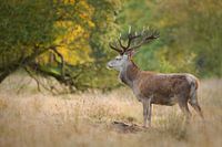 Hubertushert in de herfst