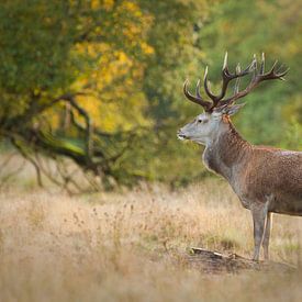 Cerf Hubert en automne sur Fokko Erhart