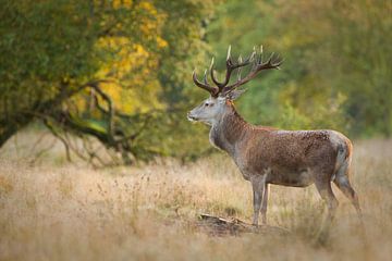 Cerf Hubert en automne sur Fokko Erhart