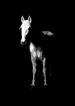 Wit paard met zwarte achtergrond van DigitalArtForYou