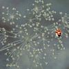 Coccinelle sur Marianne Twijnstra