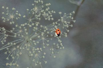 Coccinelle sur Marianne Twijnstra