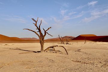 Arbre pétrifié dans un paysage de dunes et de déserts sur Gerard Smit