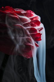 Geheimnisvoller Rauch, der über eine rote Blume strömt von Marjolijn van den Berg
