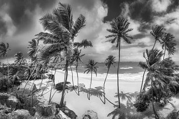 Strand met palmbomen op Barbados in het Caribisch gebied. Zwart-wit beeld. van Manfred Voss, Schwarz-weiss Fotografie