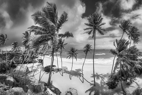 Strand met palmbomen op Barbados in het Caribisch gebied. Zwart-wit beeld.
