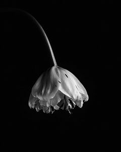 Pfingstrose Tulpe minimalistisch