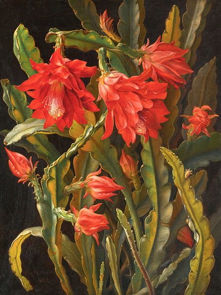 Christmas Cactus Flowers by Apolo Prints