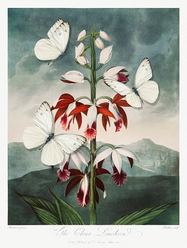 The Chinese Limodoron