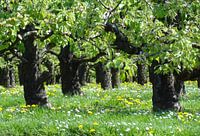 Obstplantage