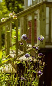 Wildblumen vor verwitterter Veranda – nordischer Sommer | rustikale botanische Wandkunst