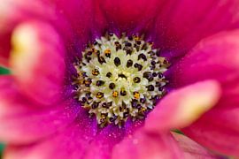 Pollenuniversum von Laura Krol