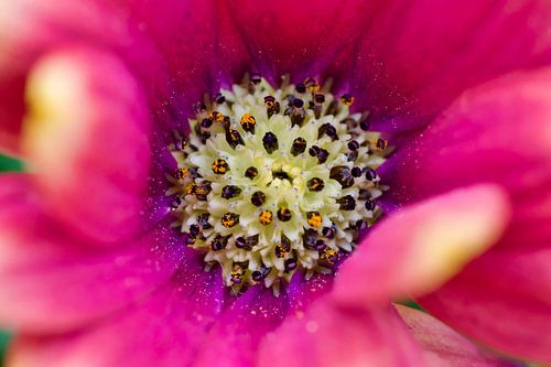 L'univers du pollen