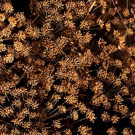 Golden echo by SO fotografie