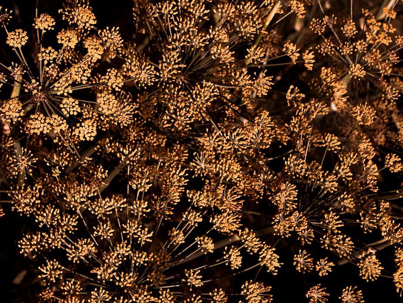 Écho d'or par SO fotografie