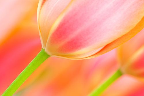 Tulp in de lente met prachtige kleuren