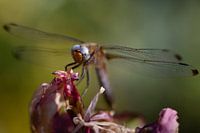 Libellule sur une fleur