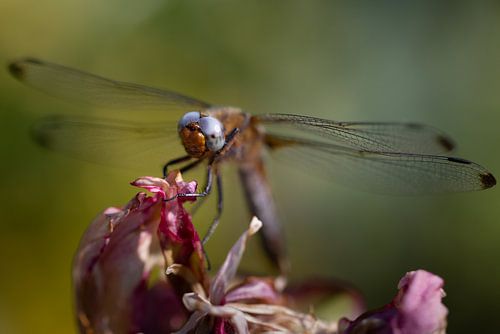 Libelle op bloem
