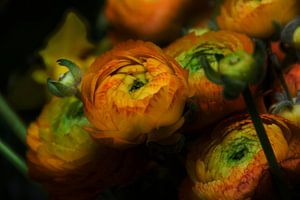 Drawn By Nature, solide Sonnenlicht #002