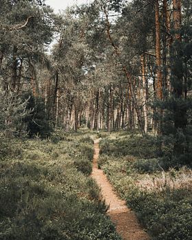 Waldweg