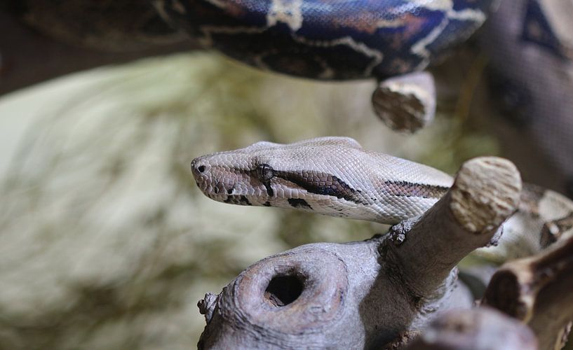Boa c. imperator par Matthias Brix