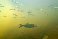 Roofblei hunts small fish