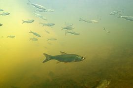 Roofblei chasse les petits poissons sur Arthur de Bruin