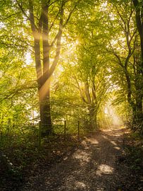 Bring light into the world by Kijk, een Vogel Fotografie