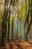 Speulerbos Bending into the Light