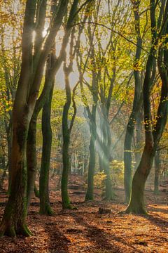 Speulerbos Buigen in het Licht van Koen Boelrijk Photography